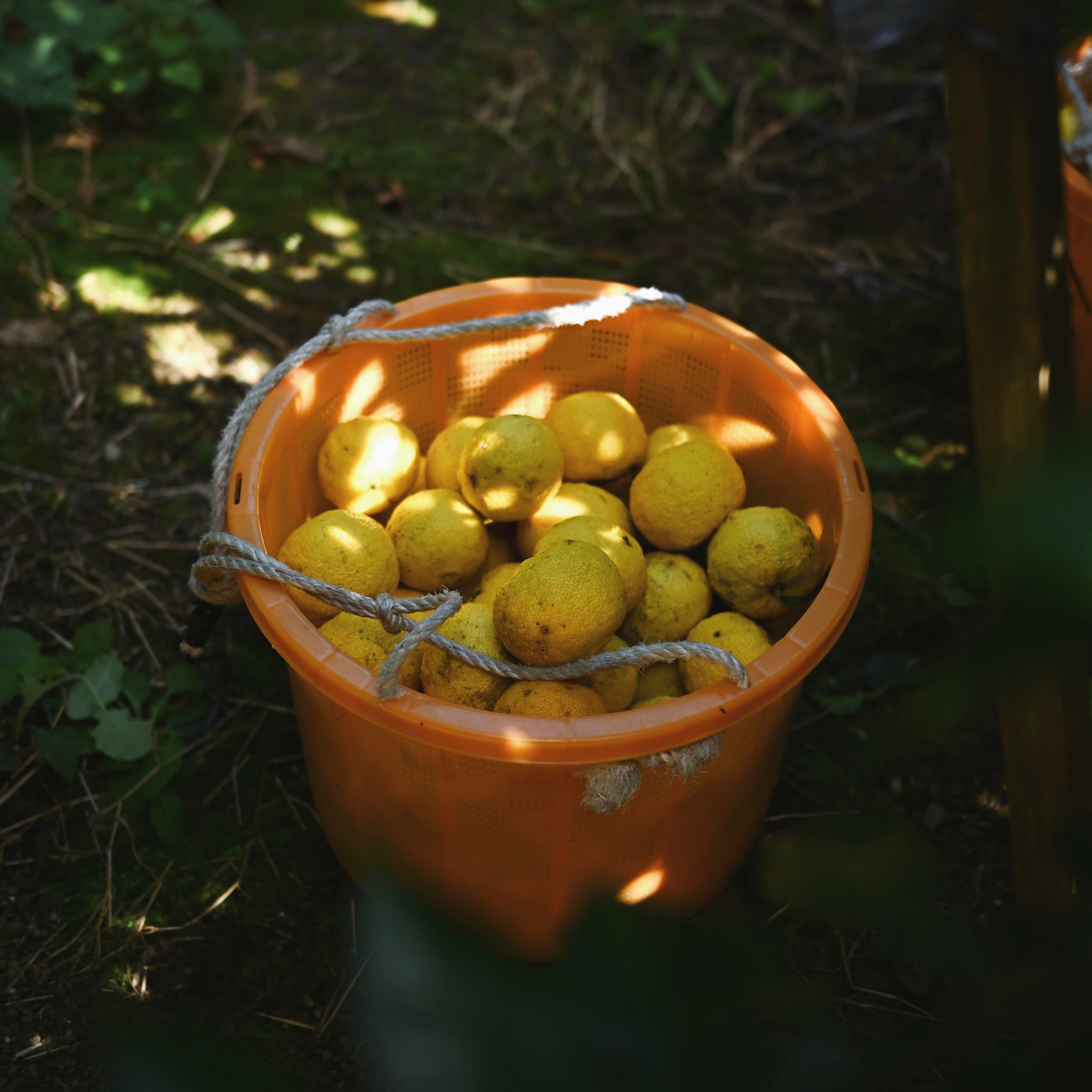 阿波のゆず味噌