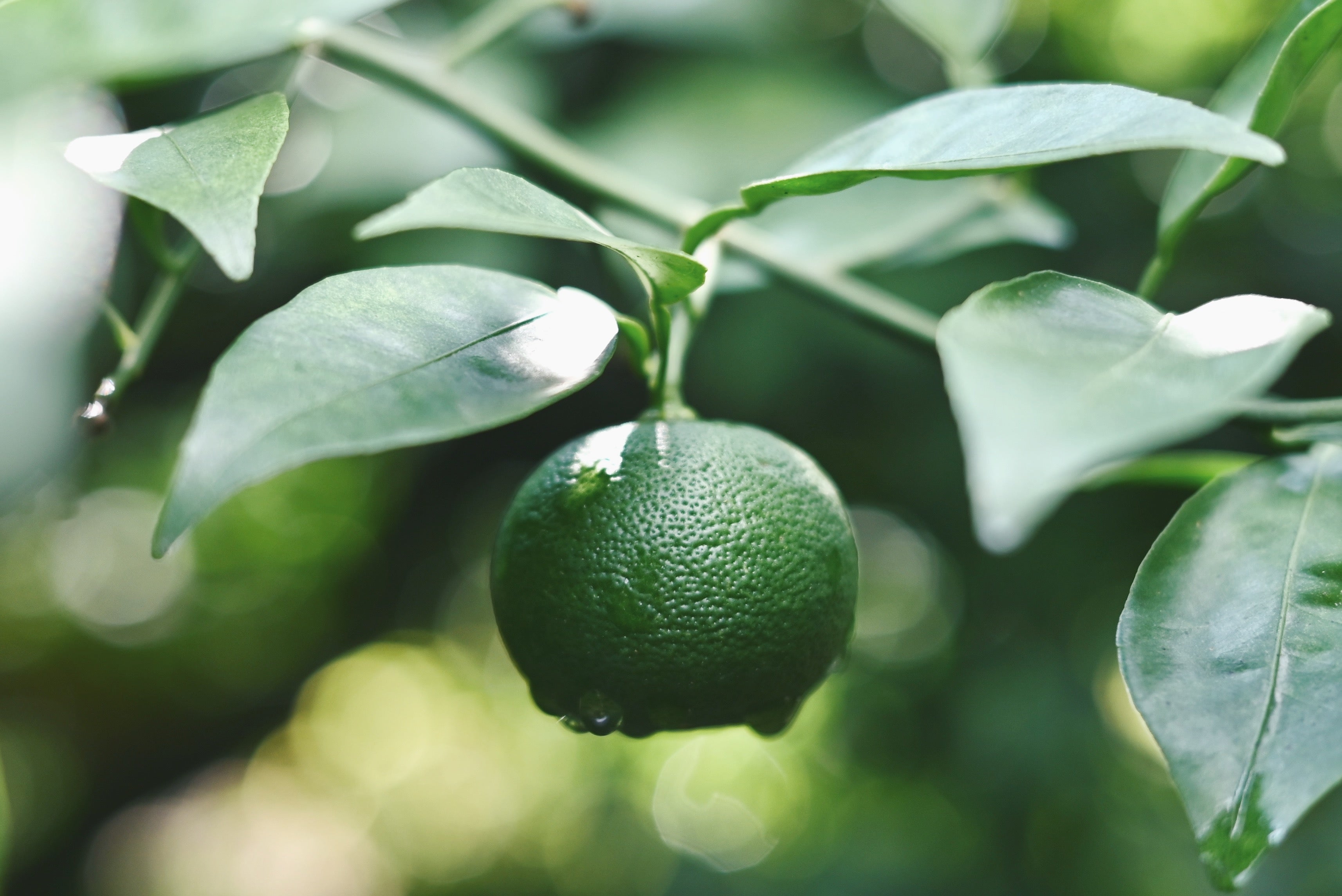 年末年始休業のお知らせ
