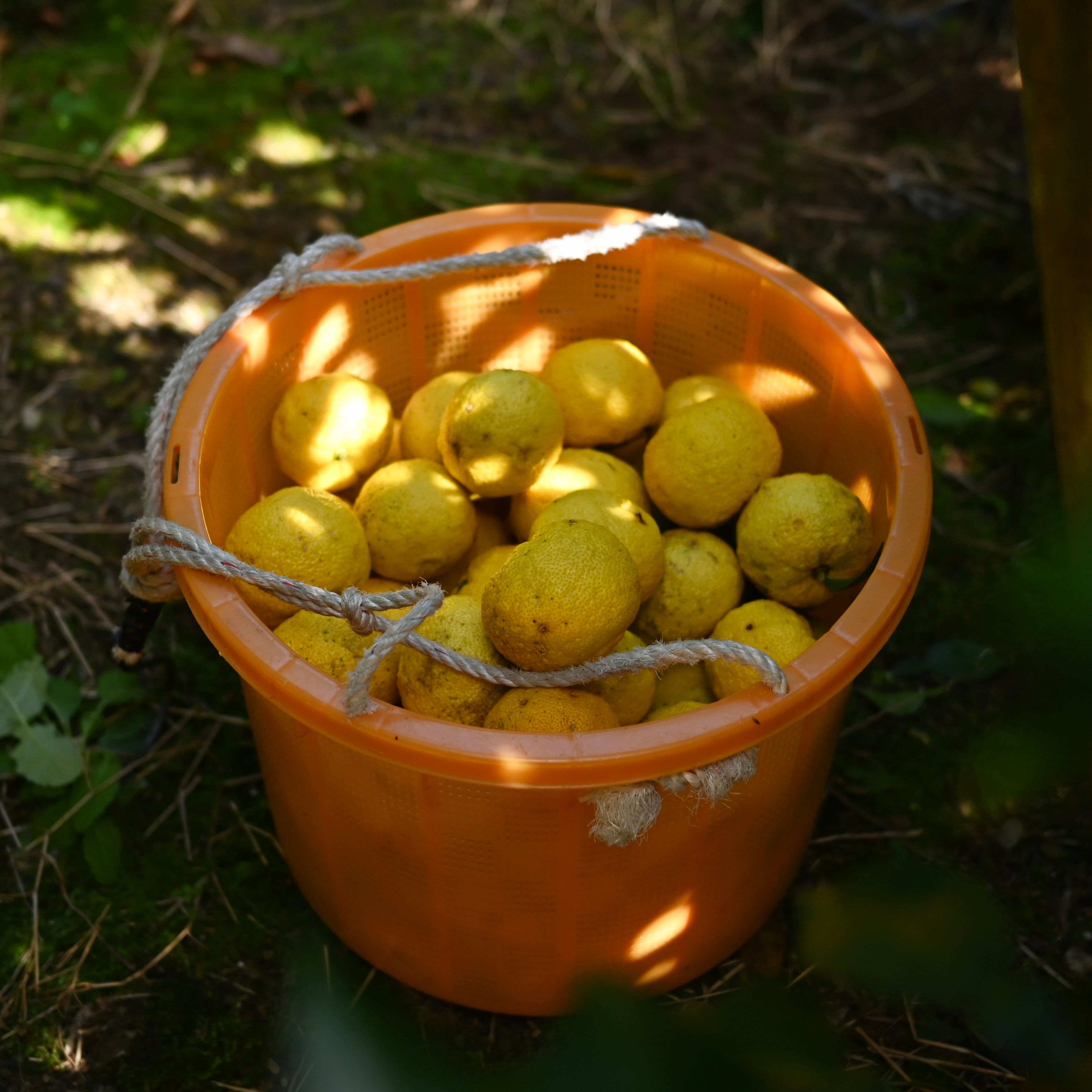 ゆずマーマレード